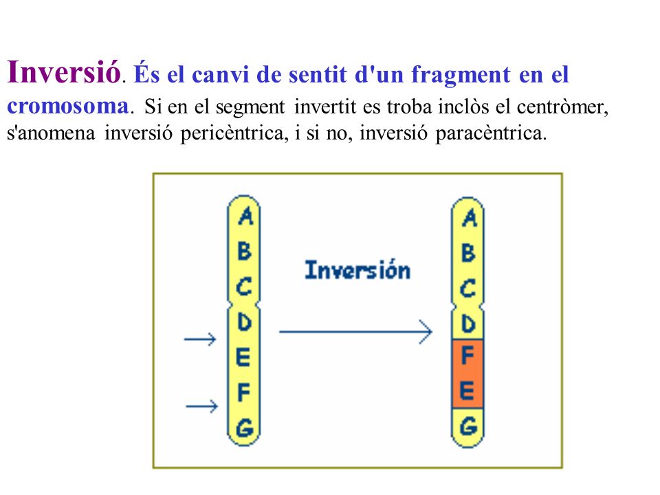 Inversió. És el canvi de sentit d un fragment en el cromosoma
