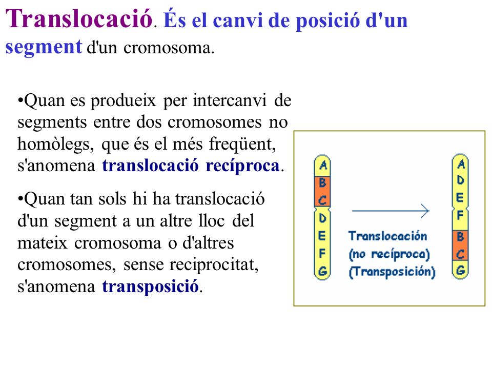 Translocació. És el canvi de posició d un segment d un cromosoma.