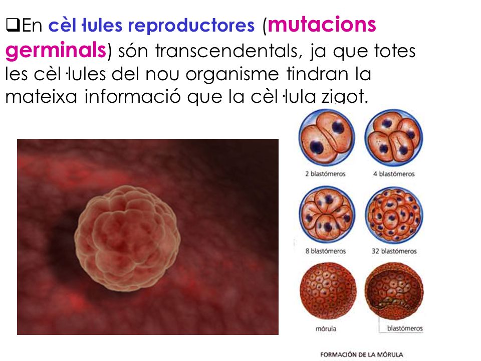 En cèl·lules reproductores (mutacions germinals) són transcendentals, ja que totes les cèl·lules del nou organisme tindran la mateixa informació que la cèl·lula zigot.