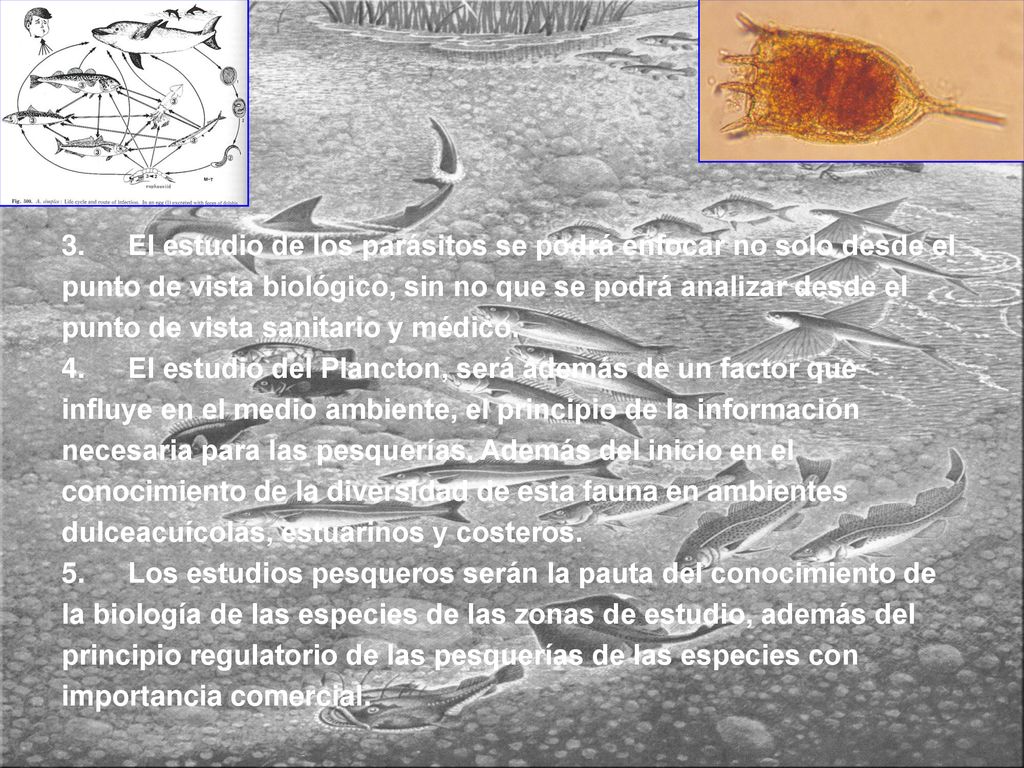 3. El estudio de los parásitos se podrá enfocar no solo desde el punto de vista biológico, sin no que se podrá analizar desde el punto de vista sanitario y médico.