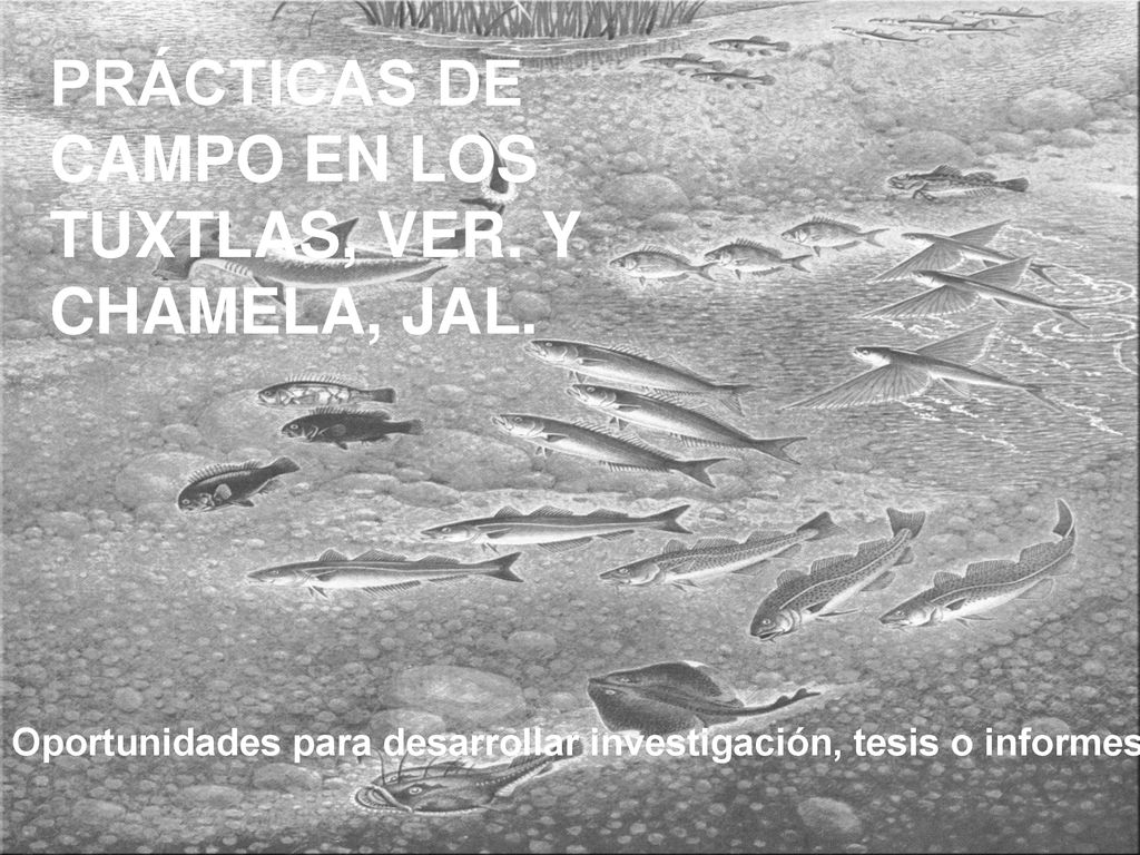 PRÁCTICAS DE CAMPO EN LOS TUXTLAS, VER. Y CHAMELA, JAL.