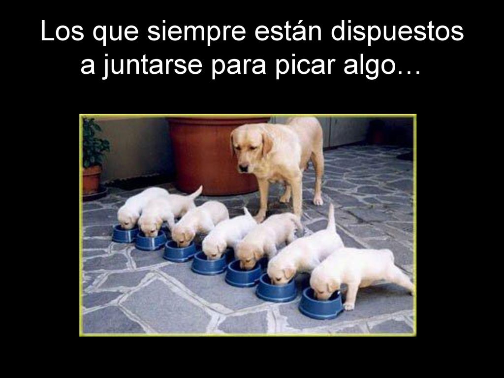 Los que siempre están dispuestos a juntarse para picar algo…