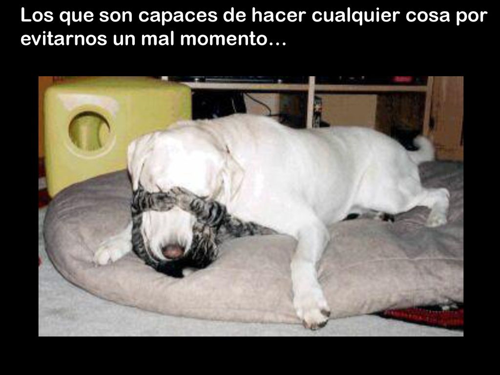 Los que son capaces de hacer cualquier cosa por evitarnos un mal momento…
