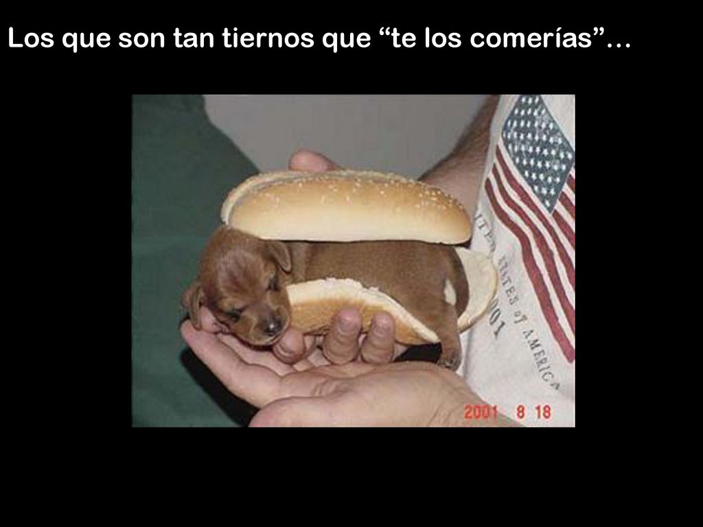 Los que son tan tiernos que te los comerías …