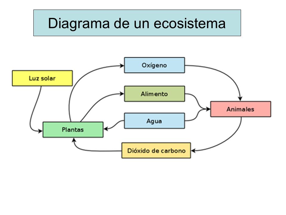 Diagrama de un ecosistema