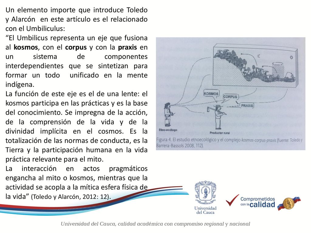 Un elemento importe que introduce Toledo y Alarcón en este artículo es el relacionado con el Umbiliculus: