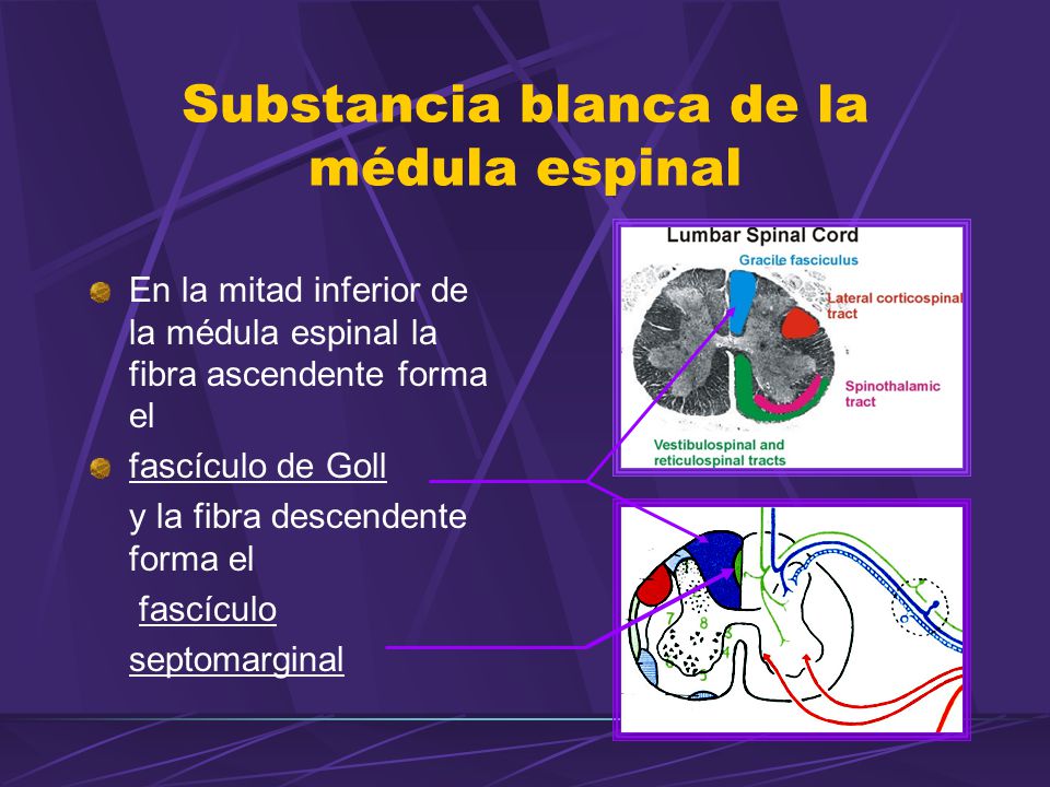 Substancia blanca de la médula espinal