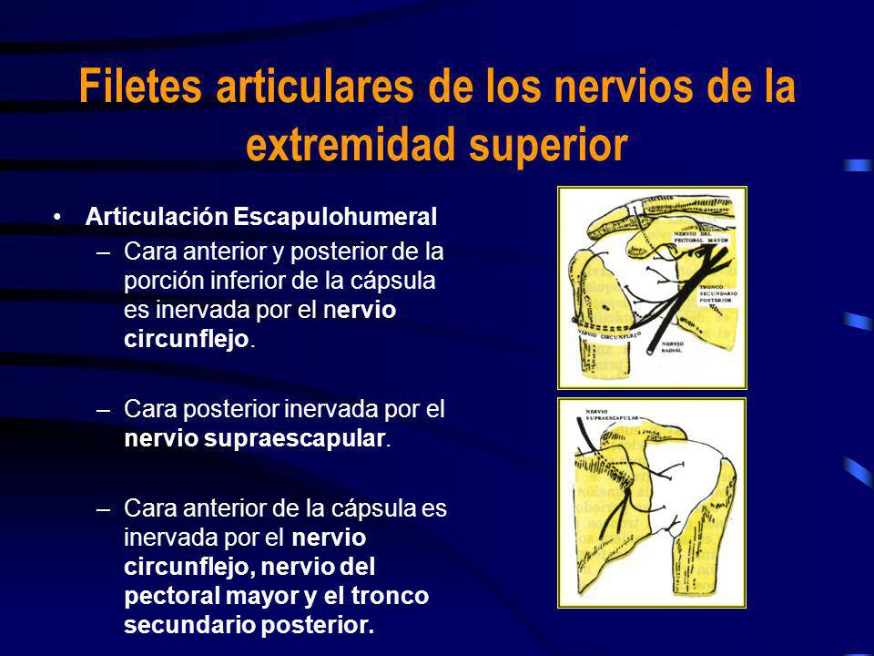 Filetes articulares de los nervios de la extremidad superior