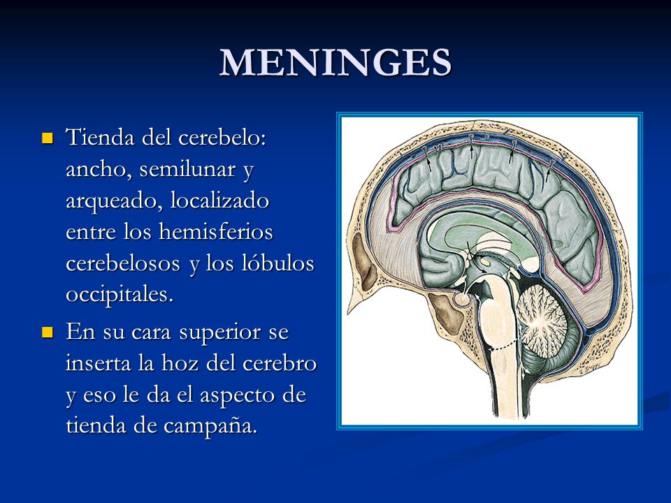 MENINGES Tienda del cerebelo: ancho, semilunar y arqueado, localizado entre los hemisferios cerebelosos y los lóbulos occipitales.
