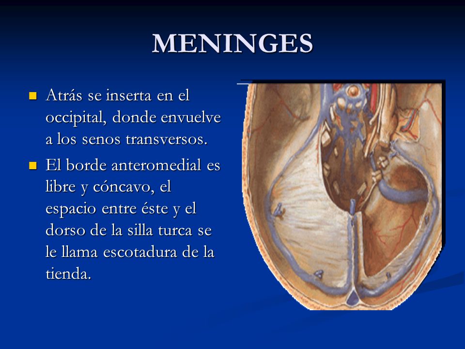 MENINGES Atrás se inserta en el occipital, donde envuelve a los senos transversos.