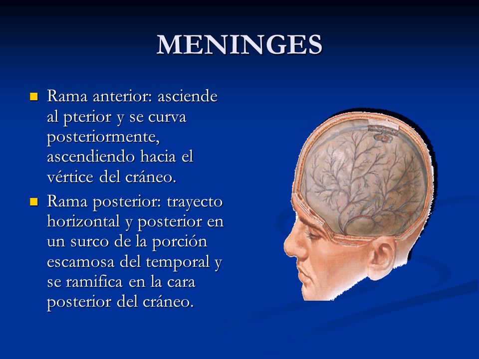 MENINGES Rama anterior: asciende al pterior y se curva posteriormente, ascendiendo hacia el vértice del cráneo.