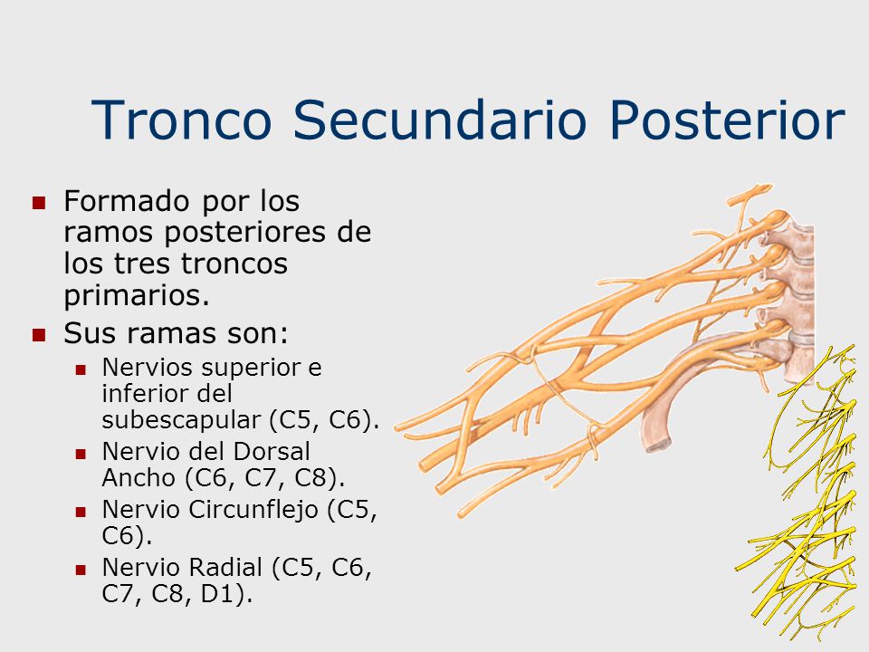 Tronco Secundario Posterior