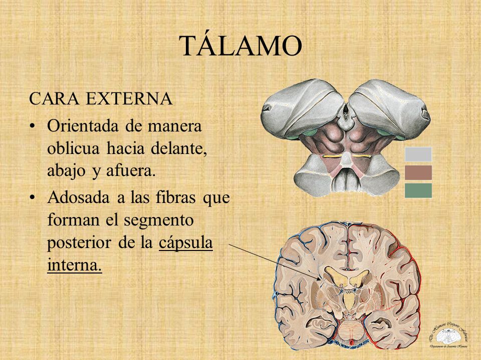 TÁLAMO CARA EXTERNA. Orientada de manera oblicua hacia delante, abajo y afuera.