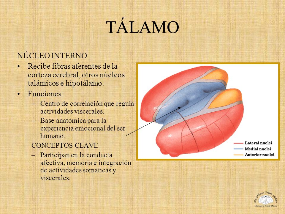 TÁLAMO NÚCLEO INTERNO. Recibe fibras aferentes de la corteza cerebral, otros núcleos talámicos e hipotálamo.