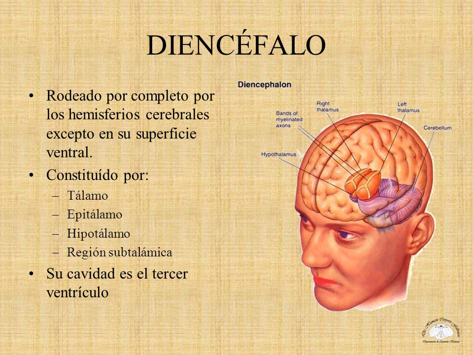 DIENCÉFALO Rodeado por completo por los hemisferios cerebrales excepto en su superficie ventral. Constituído por: