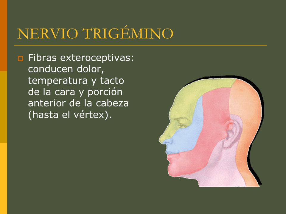 NERVIO TRIGÉMINO Fibras exteroceptivas: conducen dolor, temperatura y tacto de la cara y porción anterior de la cabeza (hasta el vértex).
