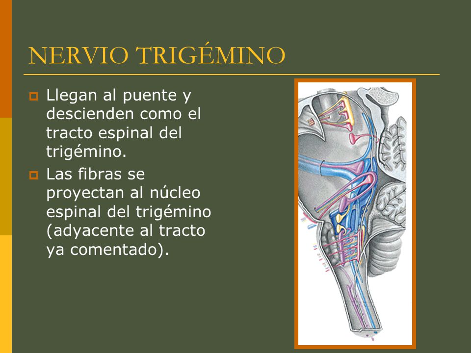 NERVIO TRIGÉMINO Llegan al puente y descienden como el tracto espinal del trigémino.
