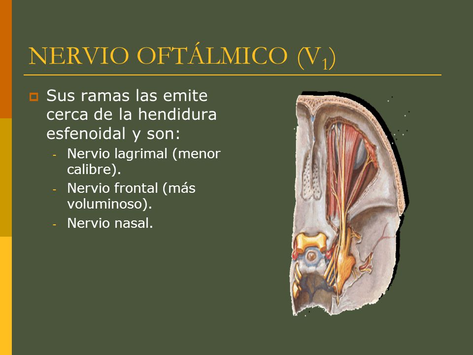 NERVIO OFTÁLMICO (V1) Sus ramas las emite cerca de la hendidura esfenoidal y son: Nervio lagrimal (menor calibre).
