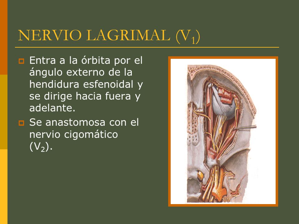 NERVIO LAGRIMAL (V1) Entra a la órbita por el ángulo externo de la hendidura esfenoidal y se dirige hacia fuera y adelante.