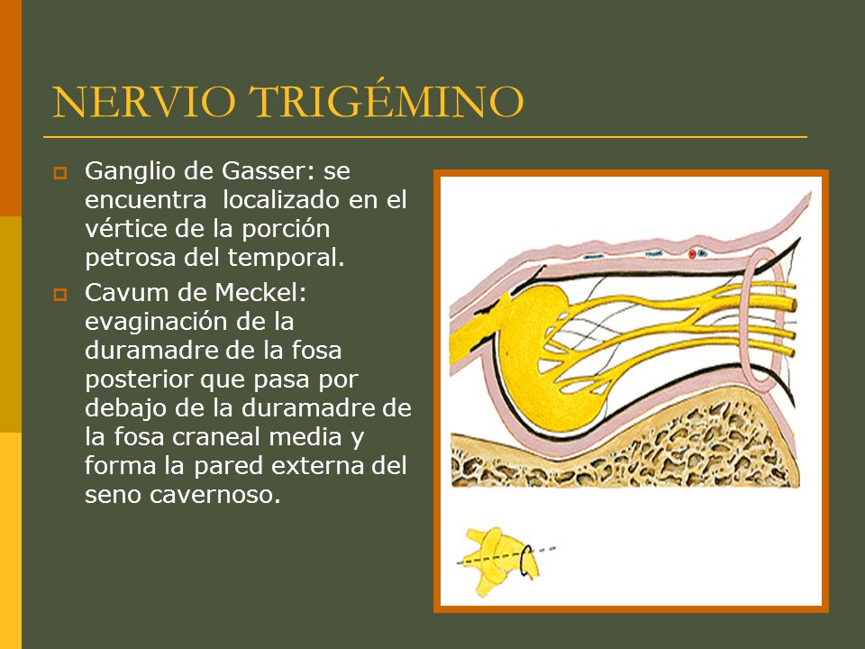 NERVIO TRIGÉMINO Ganglio de Gasser: se encuentra localizado en el vértice de la porción petrosa del temporal.
