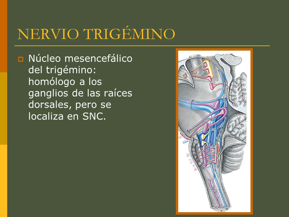 NERVIO TRIGÉMINO Núcleo mesencefálico del trigémino: homólogo a los ganglios de las raíces dorsales, pero se localiza en SNC.