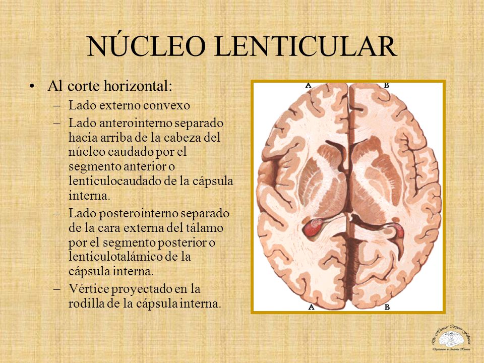 NÚCLEO LENTICULAR Al corte horizontal: Lado externo convexo