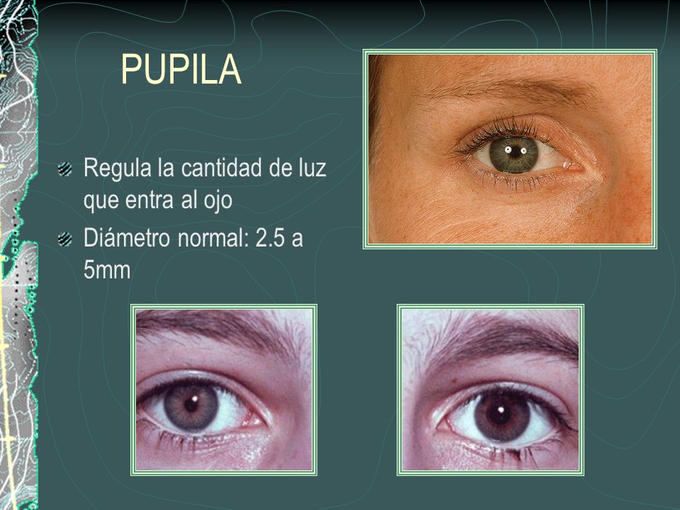 PUPILA Regula la cantidad de luz que entra al ojo