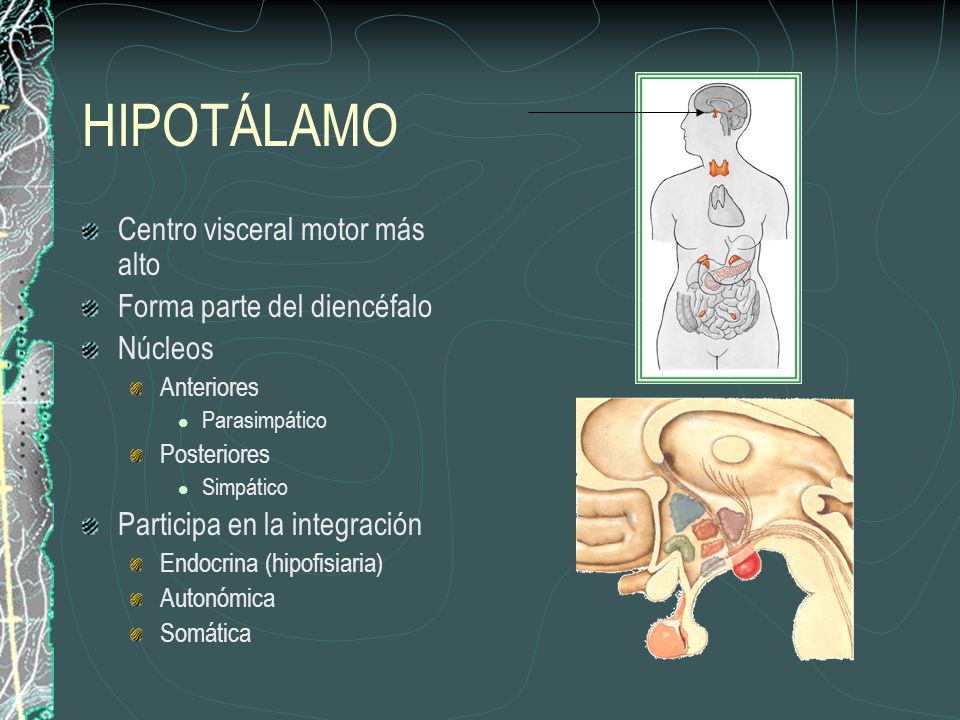 HIPOTÁLAMO Centro visceral motor más alto Forma parte del diencéfalo