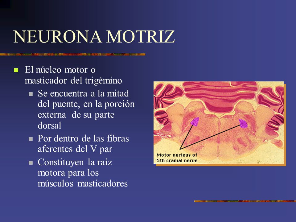 NEURONA MOTRIZ El núcleo motor o masticador del trigémino