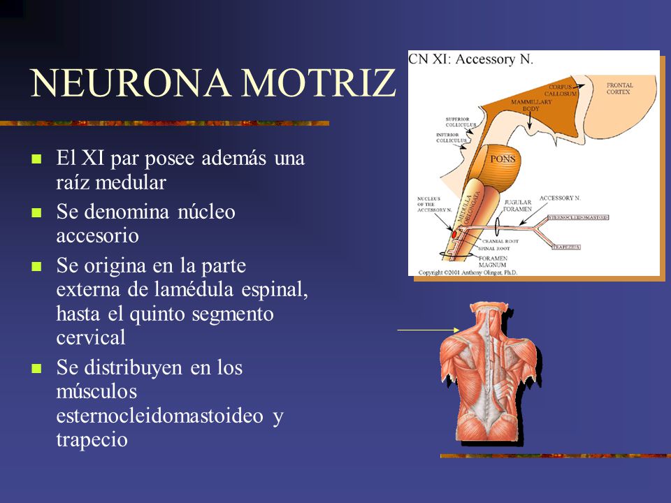 NEURONA MOTRIZ El XI par posee además una raíz medular