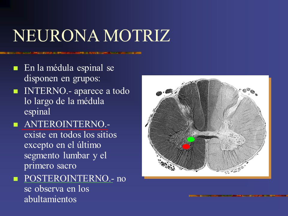 NEURONA MOTRIZ En la médula espinal se disponen en grupos: