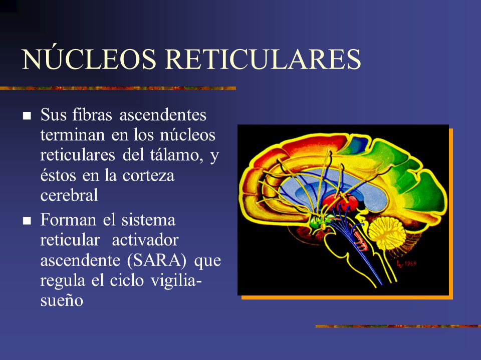 NÚCLEOS RETICULARES Sus fibras ascendentes terminan en los núcleos reticulares del tálamo, y éstos en la corteza cerebral.