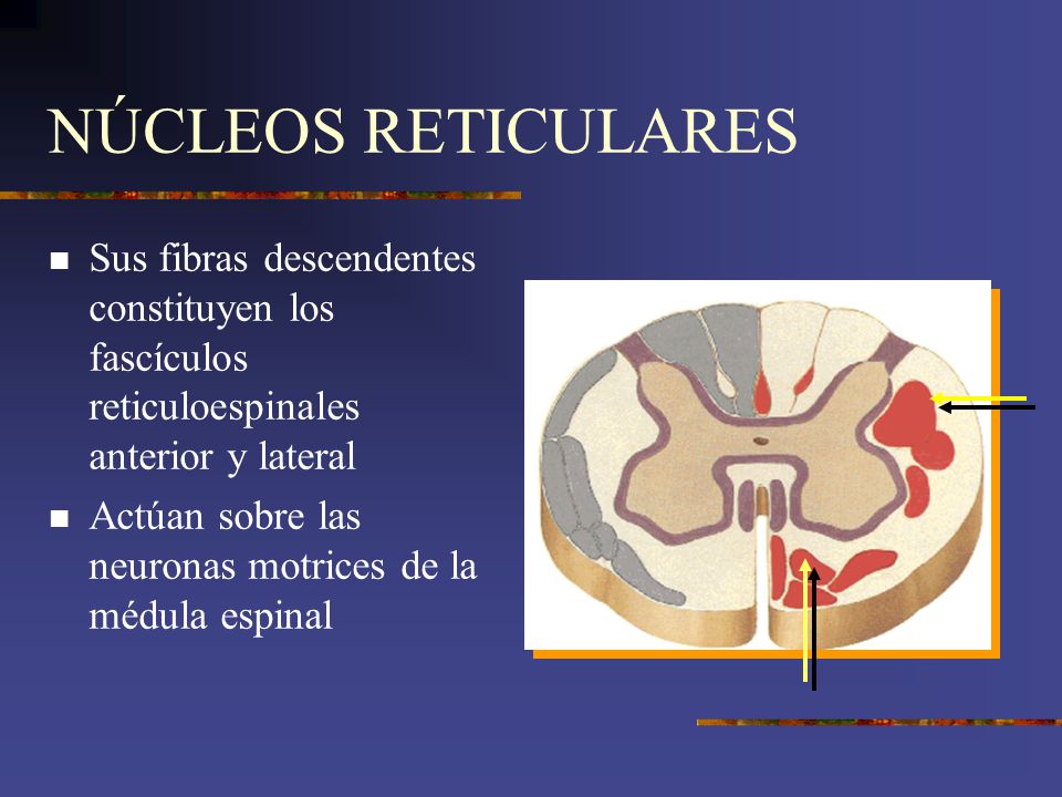 NÚCLEOS RETICULARES Sus fibras descendentes constituyen los fascículos reticuloespinales anterior y lateral.