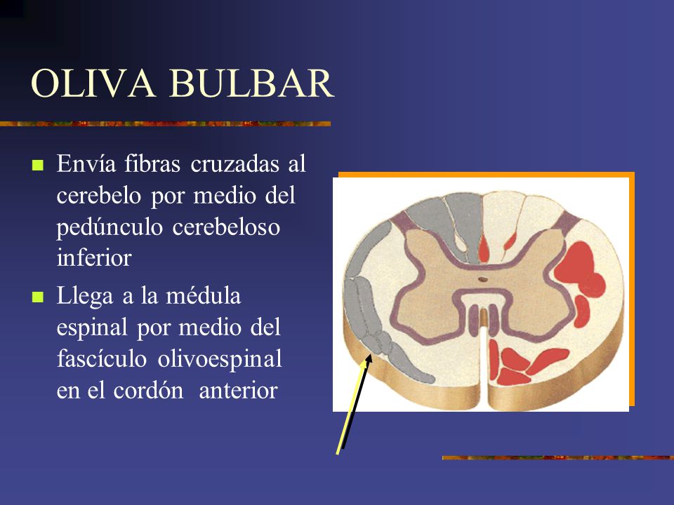 OLIVA BULBAR Envía fibras cruzadas al cerebelo por medio del pedúnculo cerebeloso inferior.