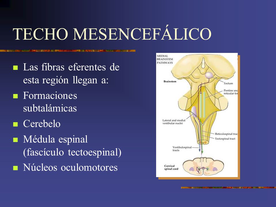 TECHO MESENCEFÁLICO Las fibras eferentes de esta región llegan a: