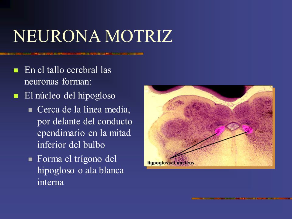 NEURONA MOTRIZ En el tallo cerebral las neuronas forman: