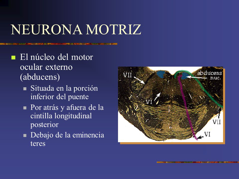 NEURONA MOTRIZ El núcleo del motor ocular externo (abducens)