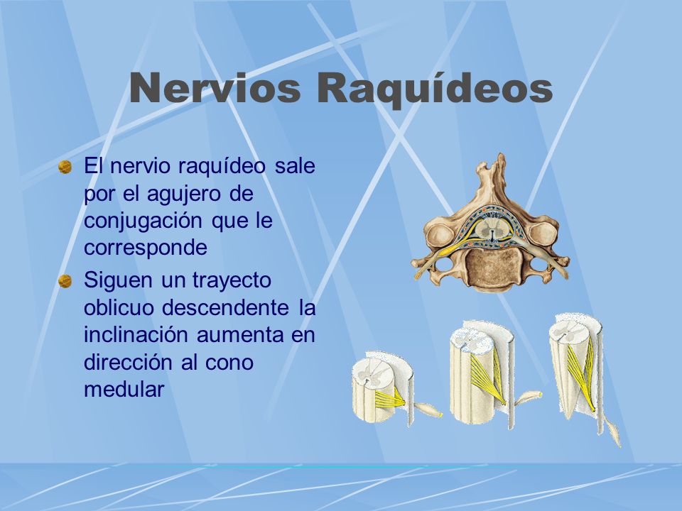 Nervios Raquídeos El nervio raquídeo sale por el agujero de conjugación que le corresponde.