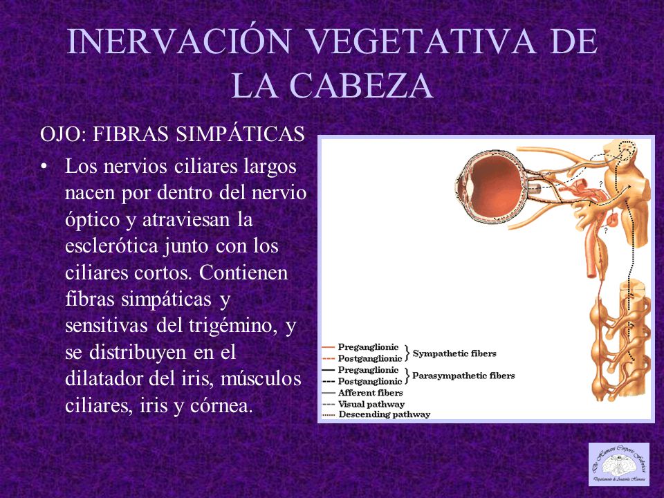 INERVACIÓN VEGETATIVA DE LA CABEZA