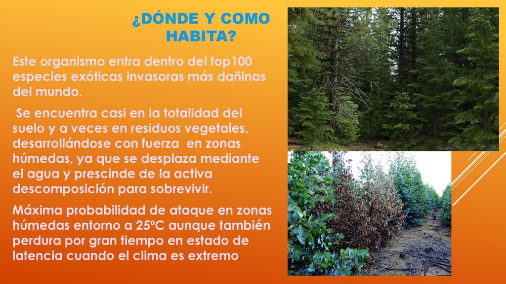 ¿Dónde y como Habita Este organismo entra dentro del top100 especies exóticas invasoras más dañinas del mundo.