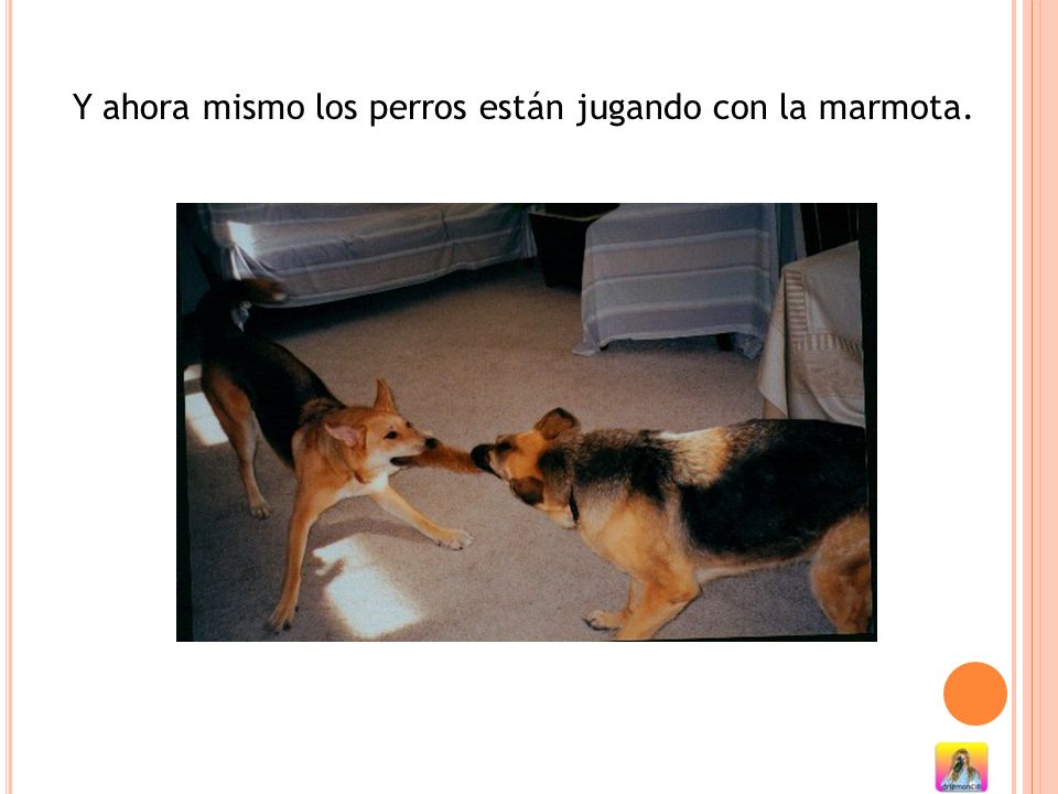 Y ahora mismo los perros están jugando con la marmota.