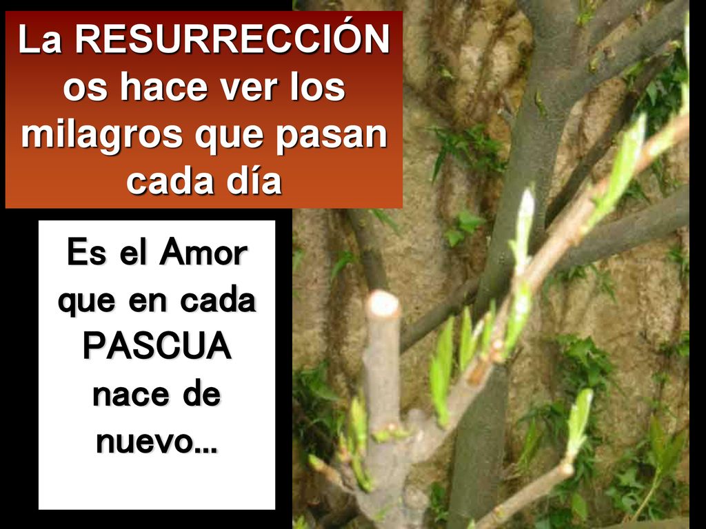 La RESURRECCIÓN os hace ver los milagros que pasan cada día