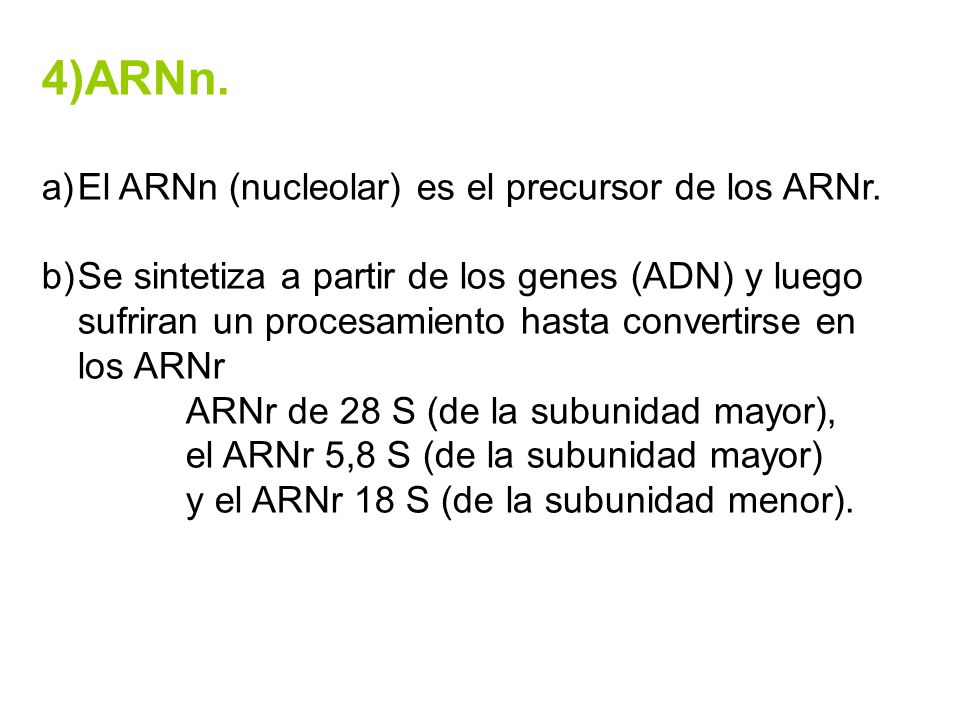 4)ARNn. El ARNn (nucleolar) es el precursor de los ARNr.