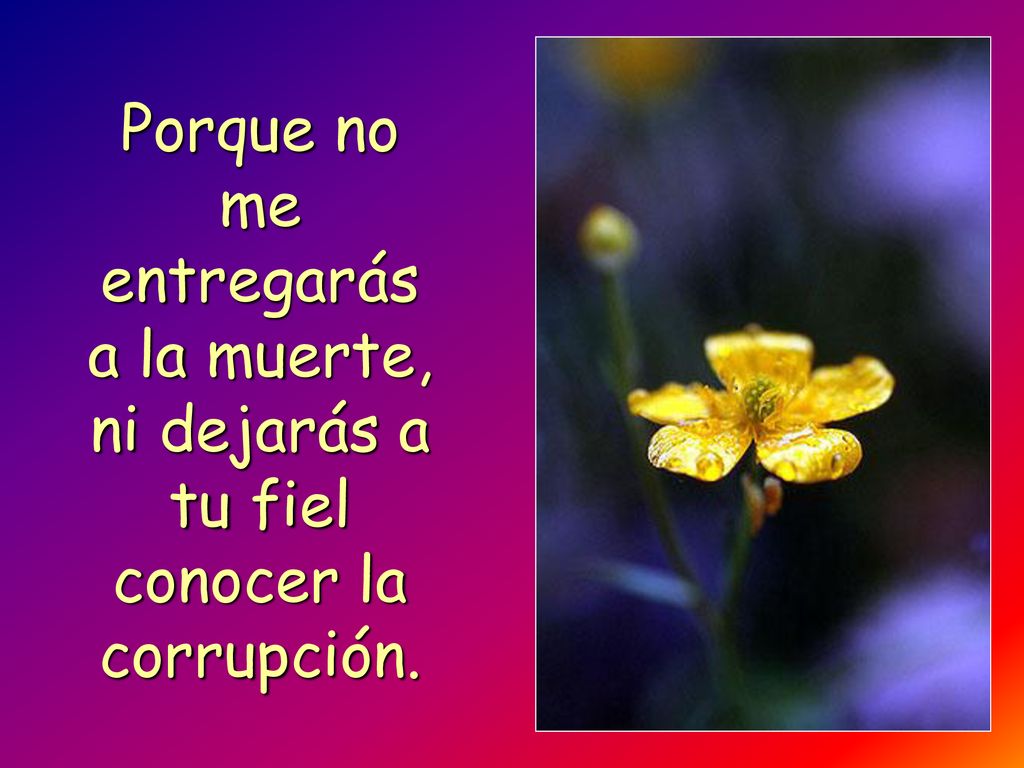 Porque no me entregarás a la muerte, ni dejarás a tu fiel conocer la corrupción.