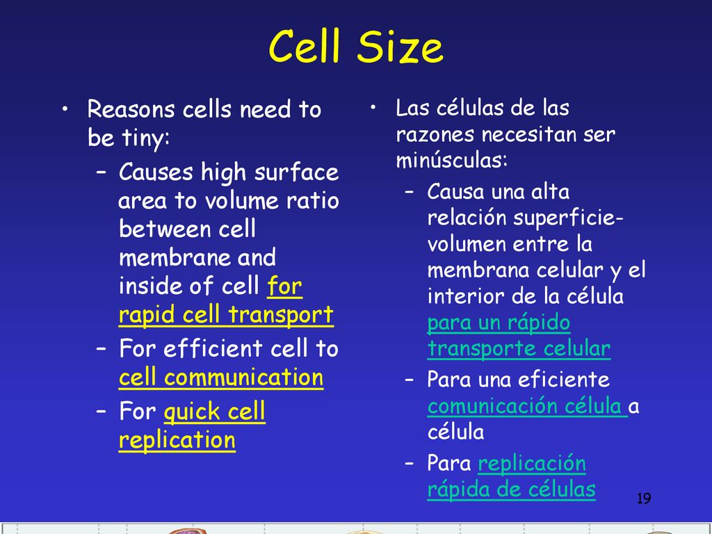 Cell Size Reasons cells need to be tiny: