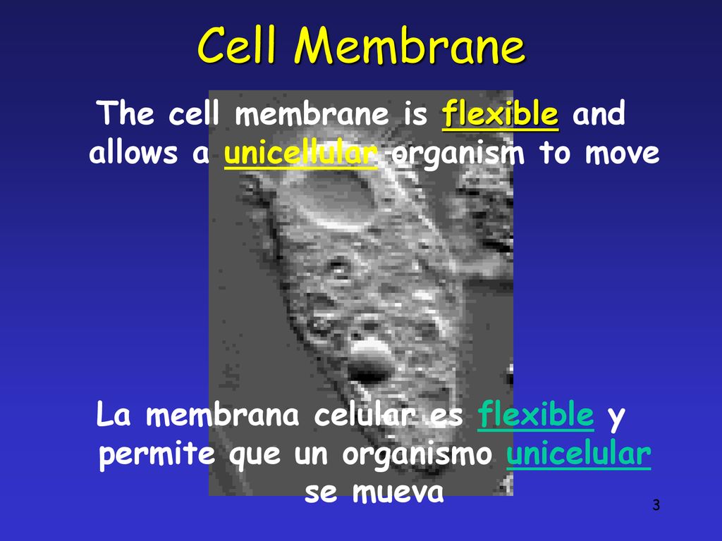 Cell Membrane The cell membrane is flexible and allows a unicellular organism to move.