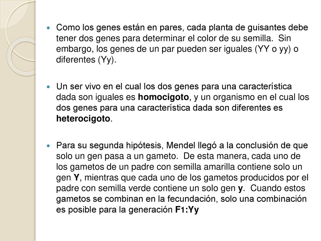 Como los genes están en pares, cada planta de guisantes debe tener dos genes para determinar el color de su semilla. Sin embargo, los genes de un par pueden ser iguales (YY o yy) o diferentes (Yy).