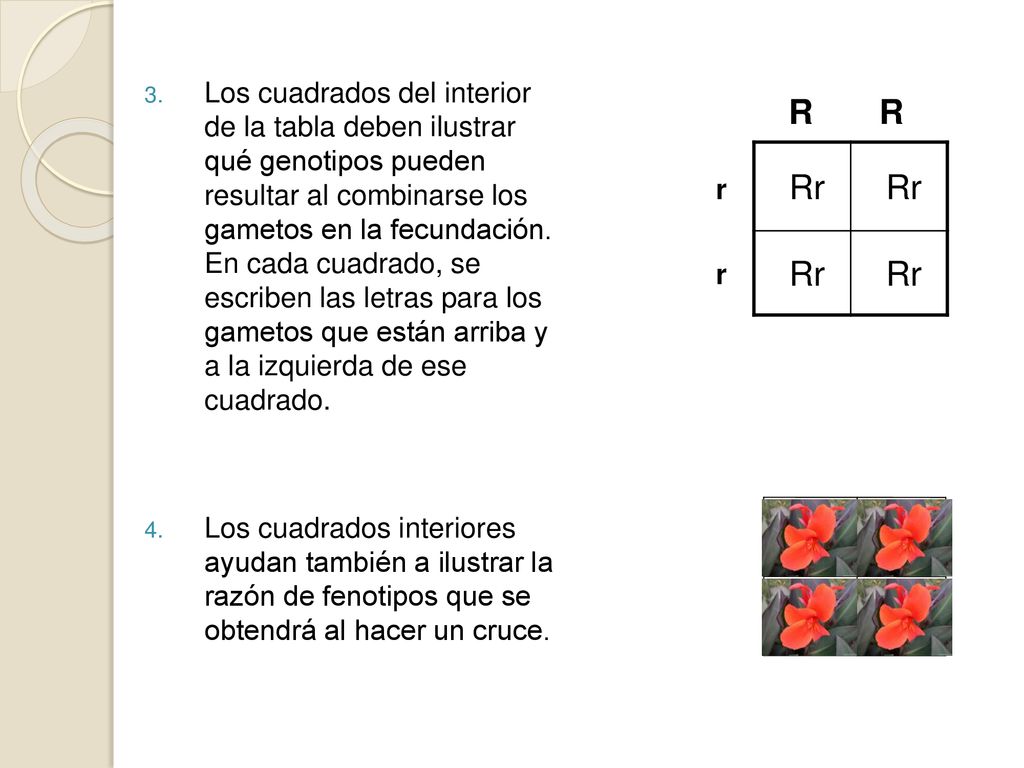 Los cuadrados del interior de la tabla deben ilustrar qué genotipos pueden resultar al combinarse los gametos en la fecundación. En cada cuadrado, se escriben las letras para los gametos que están arriba y a la izquierda de ese cuadrado.