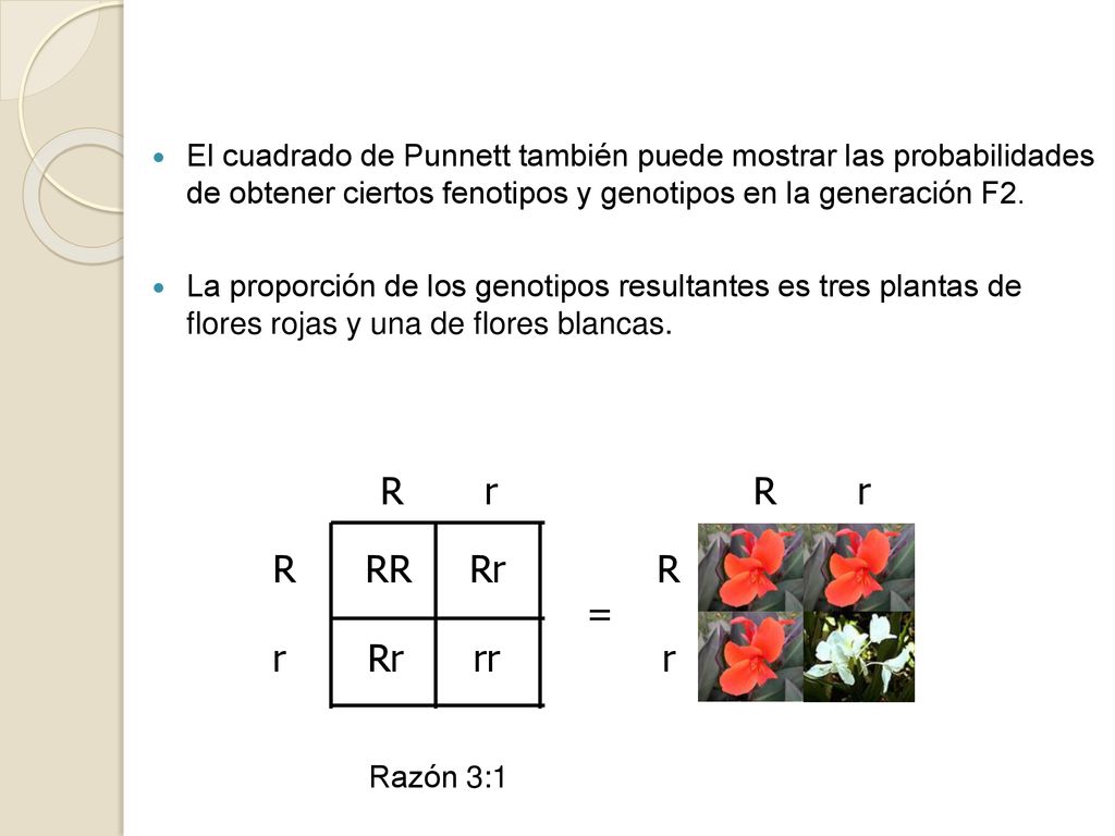 El cuadrado de Punnett también puede mostrar las probabilidades de obtener ciertos fenotipos y genotipos en la generación F2.