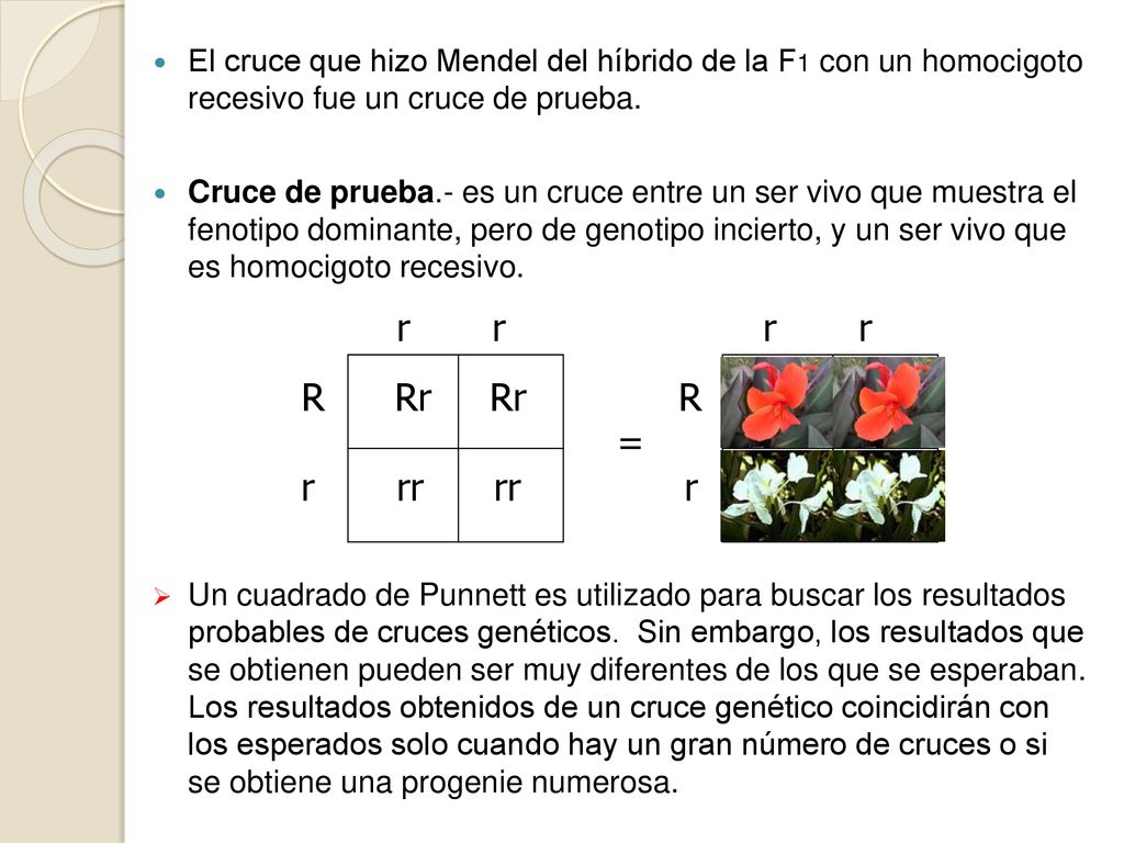El cruce que hizo Mendel del híbrido de la F1 con un homocigoto recesivo fue un cruce de prueba.